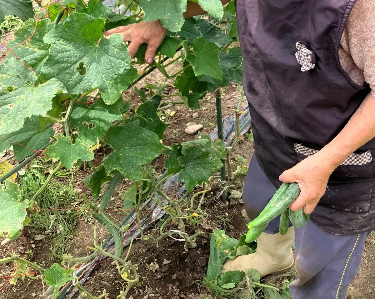 畑のキュウリ